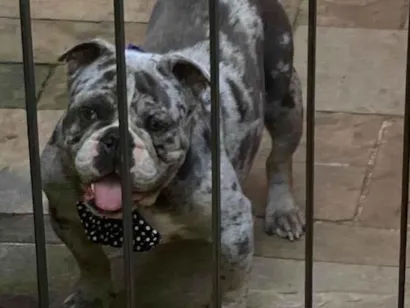 Cachorro raça Bulldog idade 2 anos nome Jamanta