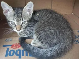 Gato raça SRD-ViraLata idade 2 a 6 meses nome Tigrinho