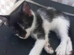 Gato raça SRD-ViraLata idade Abaixo de 2 meses nome Broinha