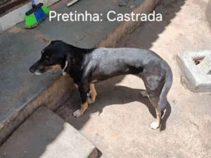 Cachorro ra a SRD-ViraLata idade 4 anos nome Pretinha