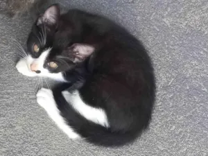 Gato raça SRD-ViraLata idade 2 a 6 meses nome John