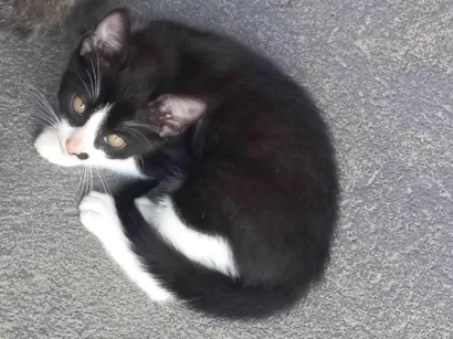 Gato raça SRD-ViraLata idade 2 a 6 meses nome John