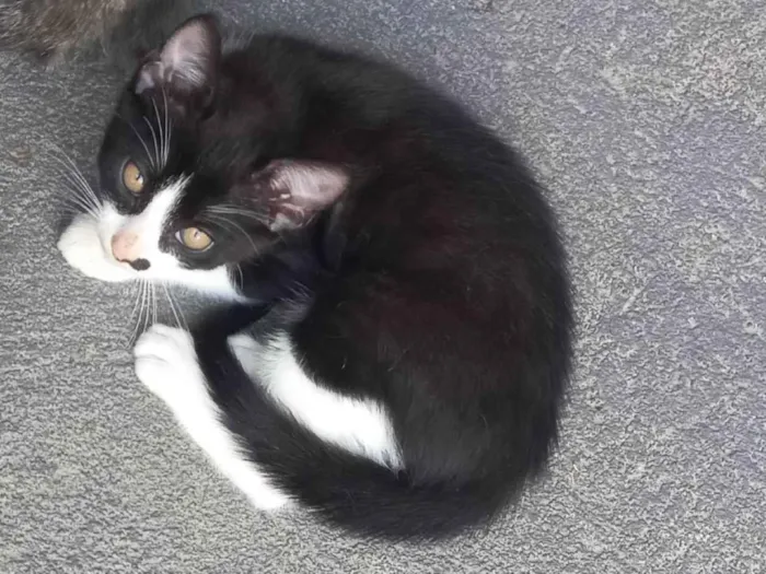 Gato ra a SRD-ViraLata idade 2 a 6 meses nome John