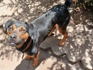 Cachorro raça SRD-ViraLata idade 3 anos nome Tupi