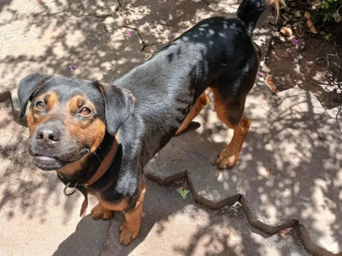 Cachorro ra a SRD-ViraLata idade 3 anos nome Tupi