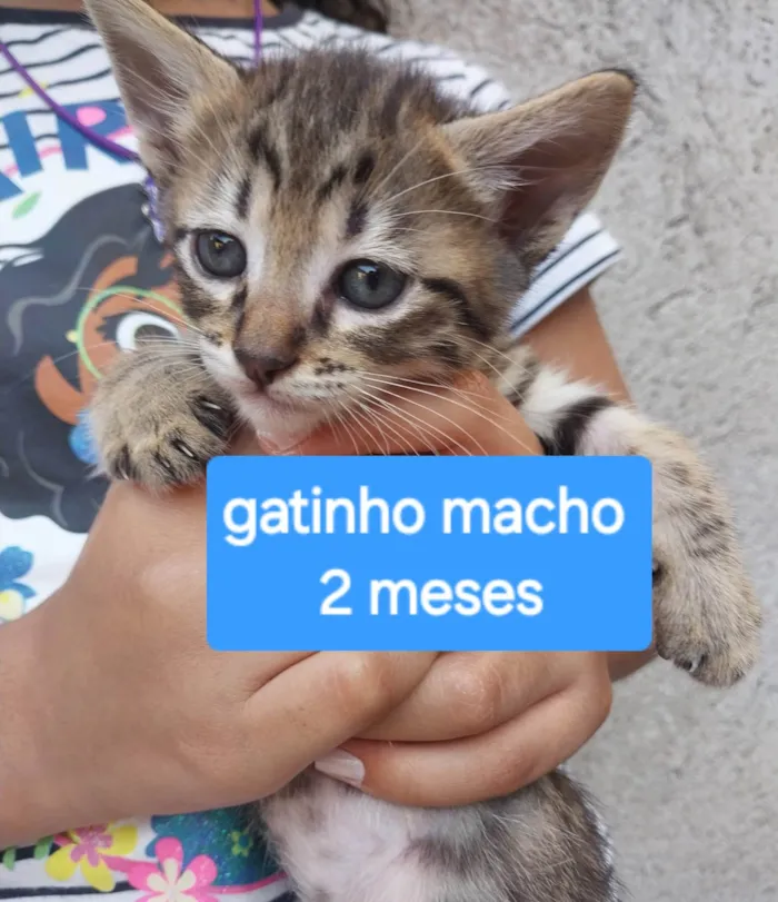 Gato ra a SRD-ViraLata idade 2 a 6 meses nome ainda sem nome
