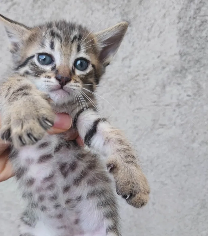 Gato ra a SRD-ViraLata idade 2 a 6 meses nome ainda sem nome