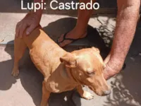 Cachorro raça SRD-ViraLata idade 4 anos nome Bidu