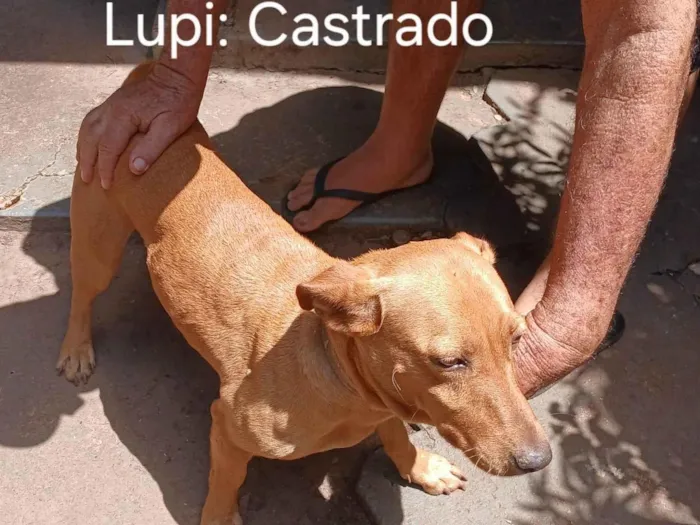 Cachorro ra a SRD-ViraLata idade 4 anos nome Bidu