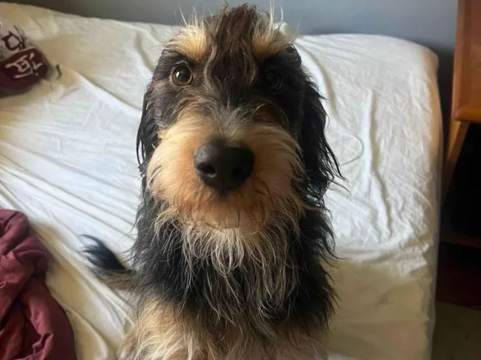 Cachorro ra a SRD-ViraLata idade 1 ano nome Marcin 