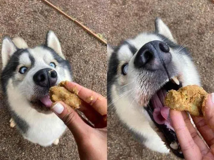 Cachorro ra a Husky Siberiano idade 3 anos nome Zeus