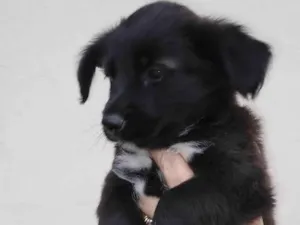 Cachorro raça SRD-ViraLata idade Abaixo de 2 meses nome Cherry 