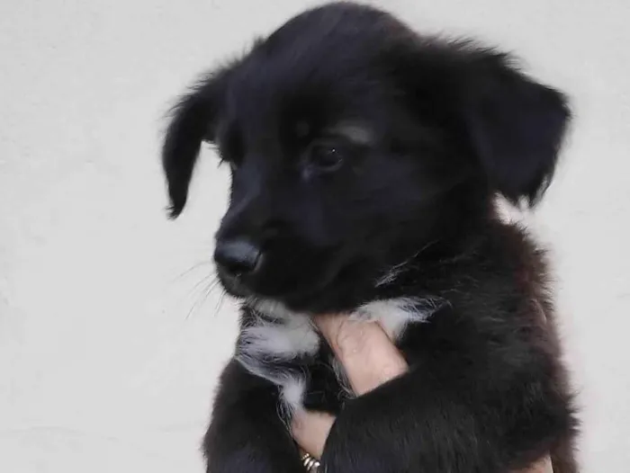 Cachorro ra a SRD-ViraLata idade Abaixo de 2 meses nome Cherry 
