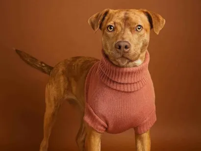 Cachorro raça SRD-ViraLata idade 2 a 6 meses nome Skakira 