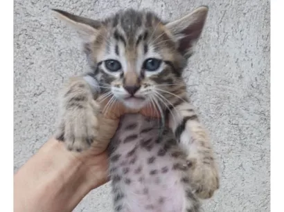 Gato ra a SRD-ViraLata idade 2 a 6 meses nome ainda sem nome