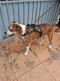 Cachorro raça SRD-ViraLata idade 2 anos nome Max 