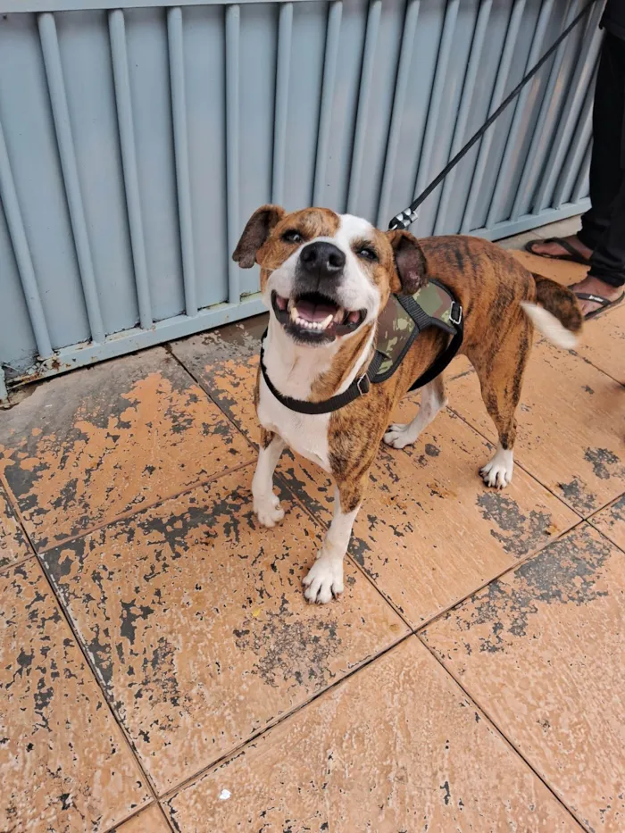 Cachorro ra a SRD-ViraLata idade 2 anos nome Max 