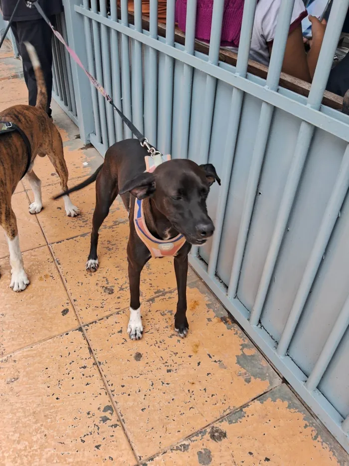 Cachorro ra a Perdigueiro idade 1 ano nome Dexer 