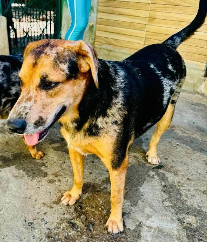 Cachorro ra a SRD-ViraLata idade 2 anos nome Kevin