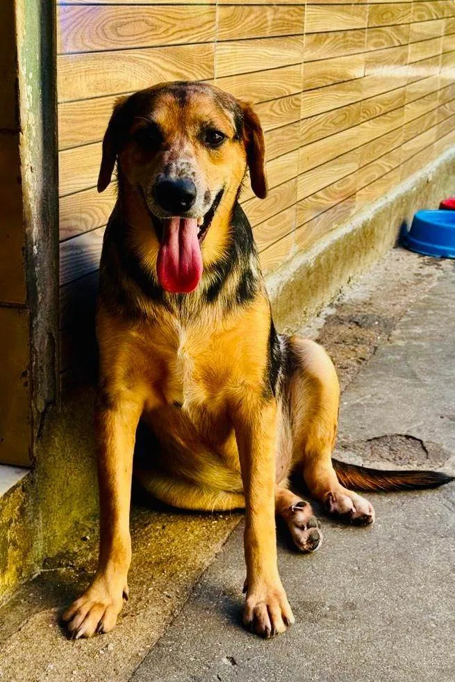 Cachorro ra a SRD-ViraLata idade 2 anos nome Kevin