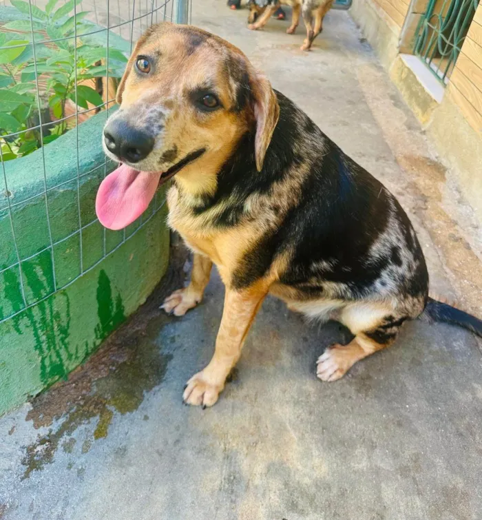 Cachorro ra a SRD-ViraLata idade 2 anos nome Kevin