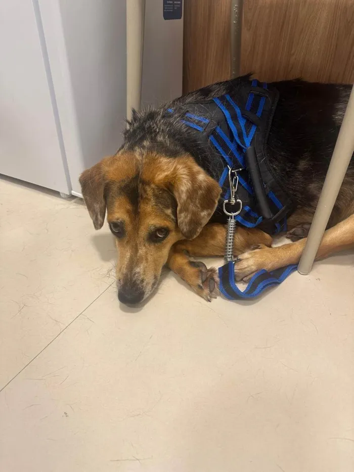 Cachorro ra a SRD-ViraLata idade 2 anos nome Kevin