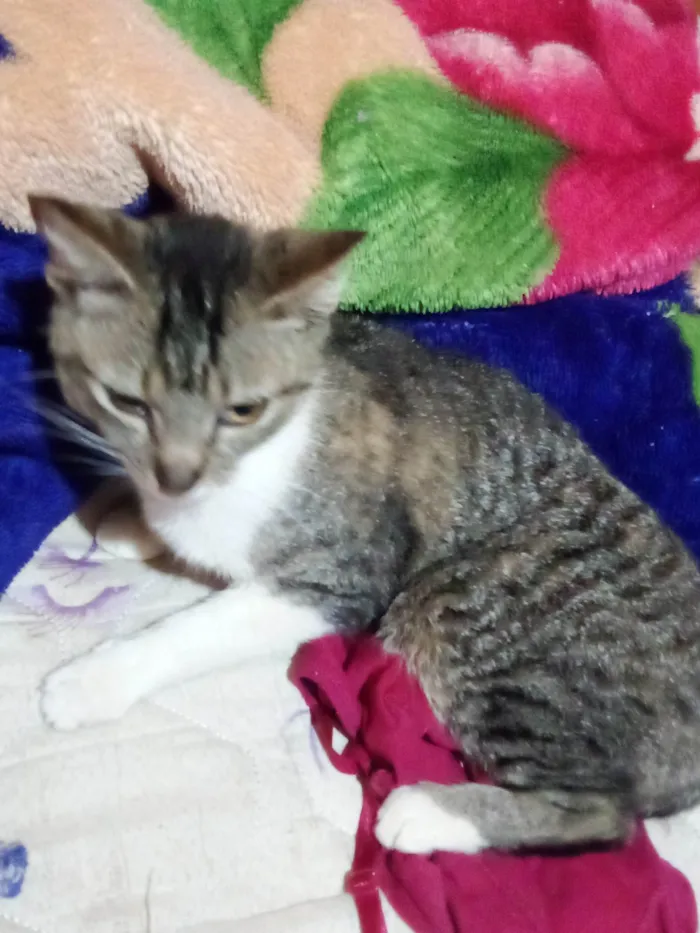 Gato ra a SRD-ViraLata idade 1 ano nome Mima 