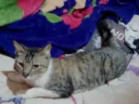 Gato raça SRD-ViraLata idade 1 ano nome Mima 
