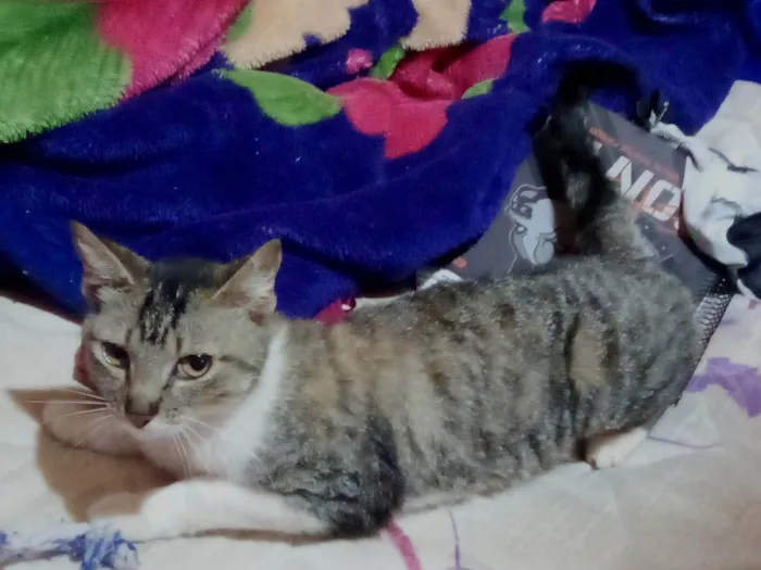 Gato ra a SRD-ViraLata idade 1 ano nome Mima 