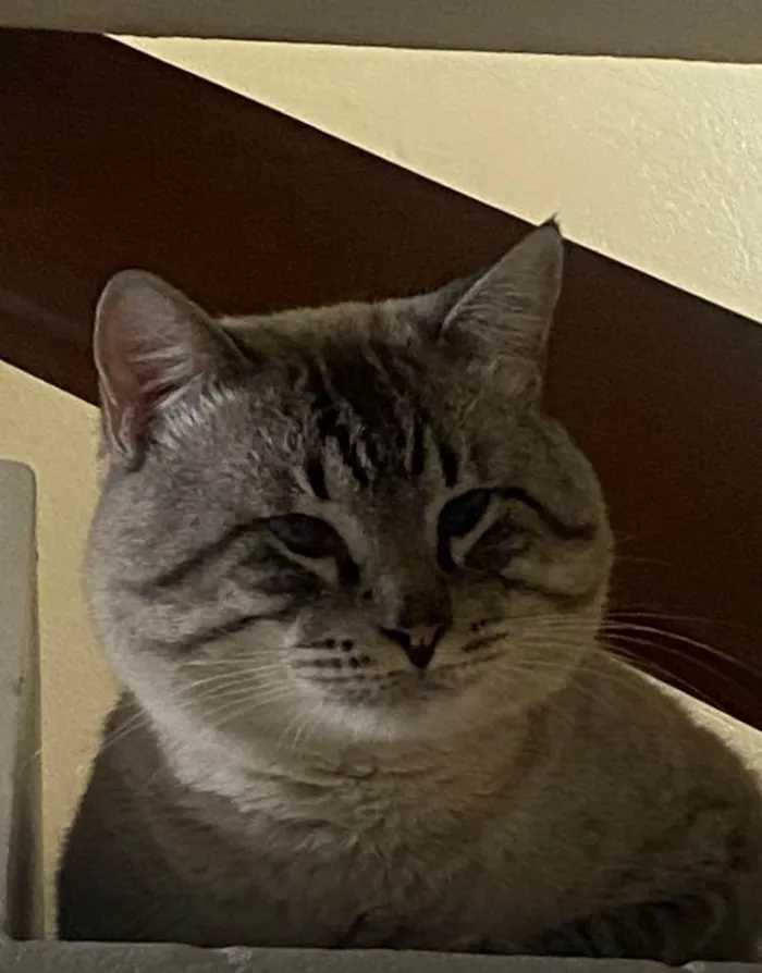 Gato ra a SRD-ViraLata idade 3 anos nome Maquiavel 