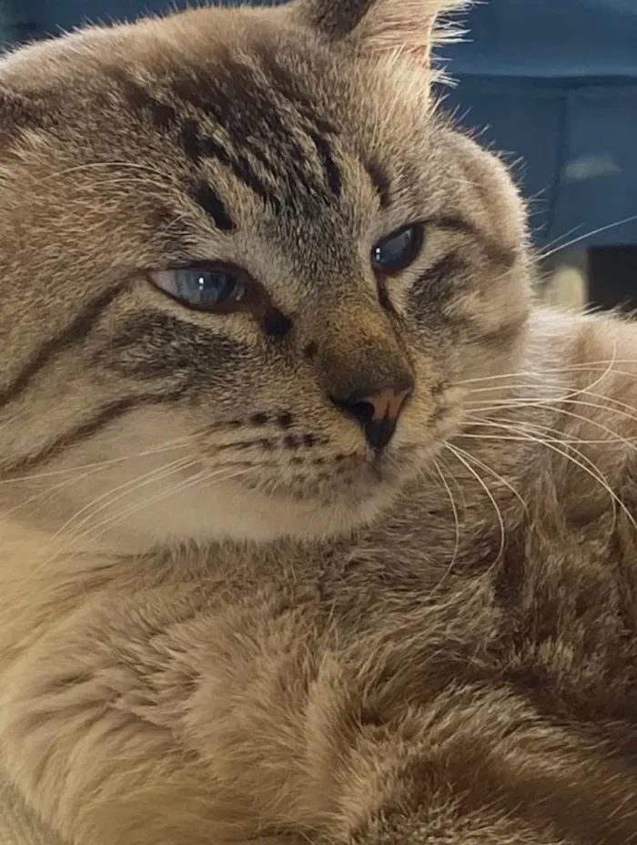 Gato ra a SRD-ViraLata idade 3 anos nome Maquiavel 