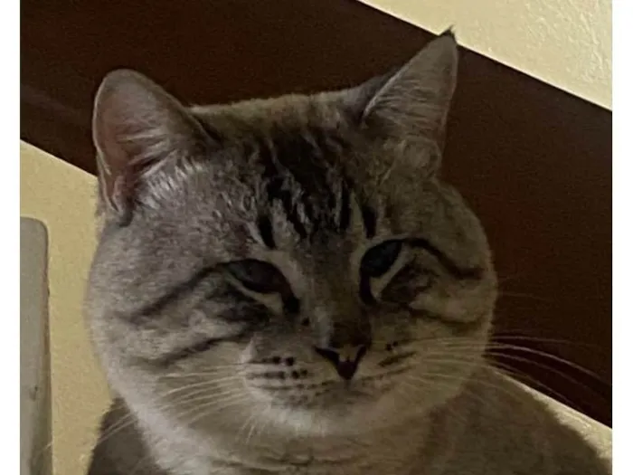 Gato ra a SRD-ViraLata idade 3 anos nome Maquiavel 