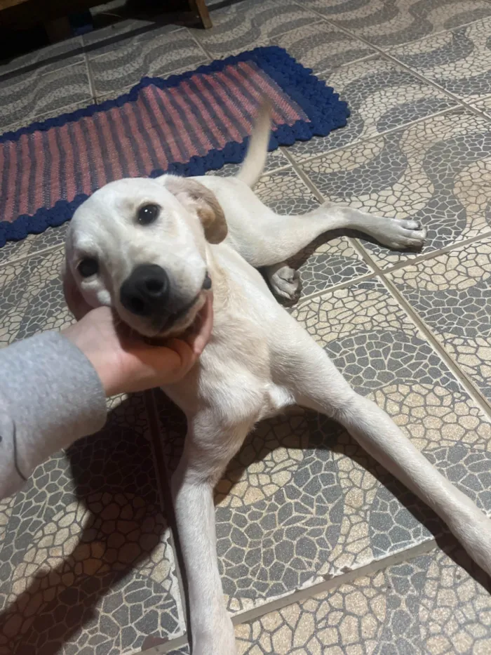 Cachorro ra a SRD-ViraLata idade 2 a 6 meses nome Billy