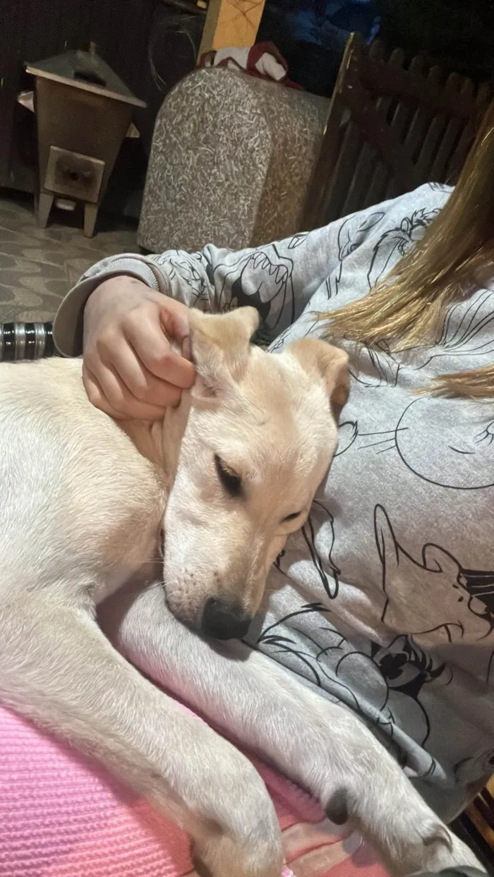 Cachorro ra a SRD-ViraLata idade 2 a 6 meses nome Billy