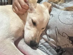 Cachorro ra a SRD-ViraLata idade 2 a 6 meses nome Billy