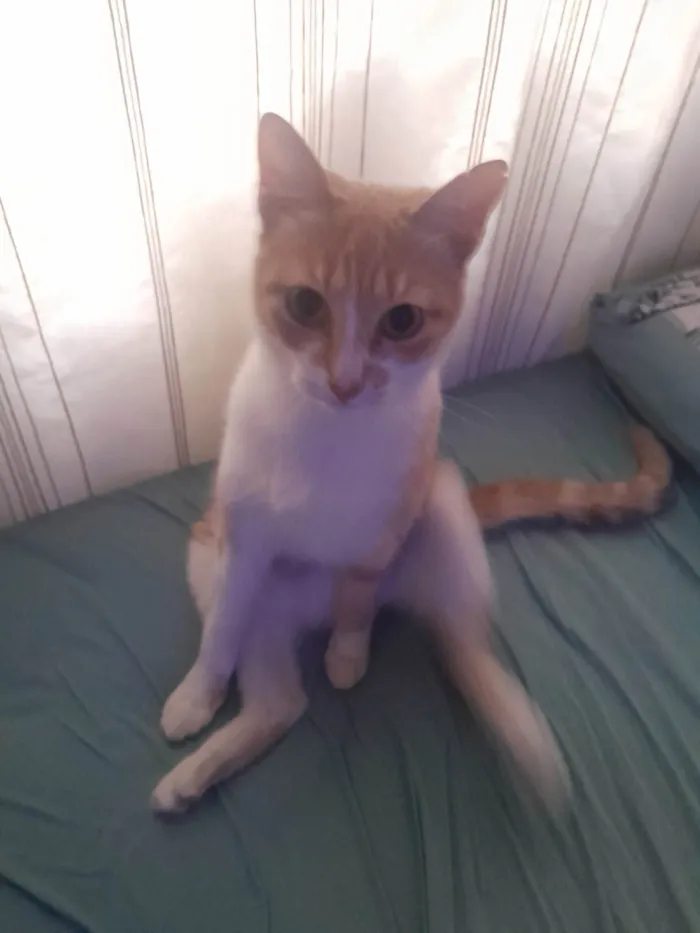 Gato ra a Sphynx idade 2 anos nome Nike 