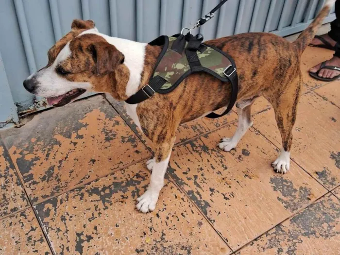 Cachorro ra a SRD-ViraLata idade 2 anos nome Max 