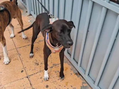 Cachorro raça Perdigueiro idade 1 ano nome Dexer 