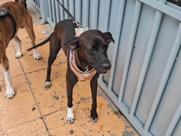 Cachorro ra a Perdigueiro idade 1 ano nome Dexer 