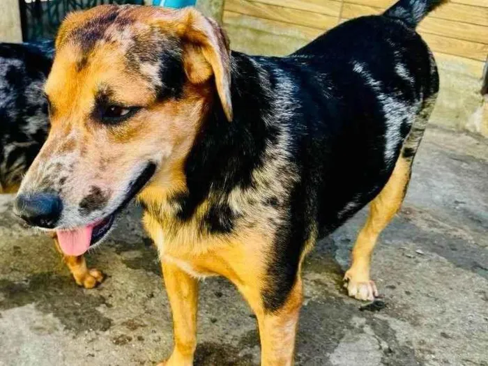 Cachorro ra a SRD-ViraLata idade 2 anos nome Kevin