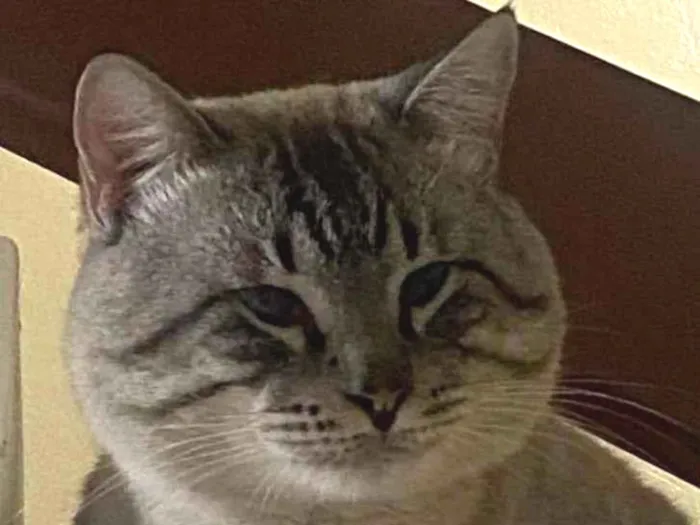 Gato raça SRD-ViraLata idade 3 anos nome Maquiavel 