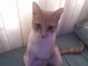 Gato raça Sphynx idade 2 anos nome Nike 