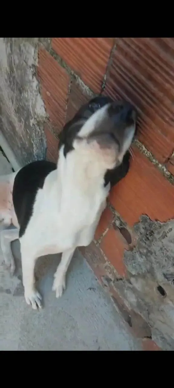 Cachorro ra a Pit-Bull idade 2 a 6 meses nome Snoopy