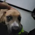 Cachorro ra a Pit-Bull idade 1 ano nome Revoada