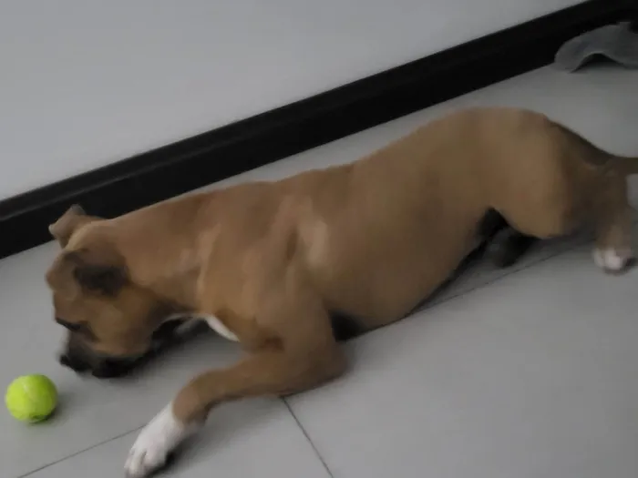 Cachorro ra a Pit-Bull idade 1 ano nome Revoada