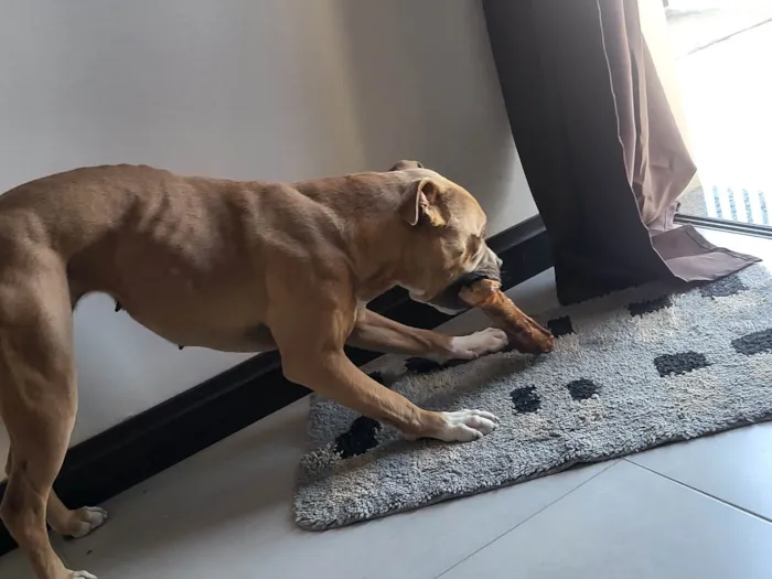 Cachorro ra a Pit-Bull idade 1 ano nome Revoada