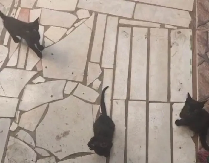 Gato ra a SRD-ViraLata idade Abaixo de 2 meses nome 3 gatinhos 