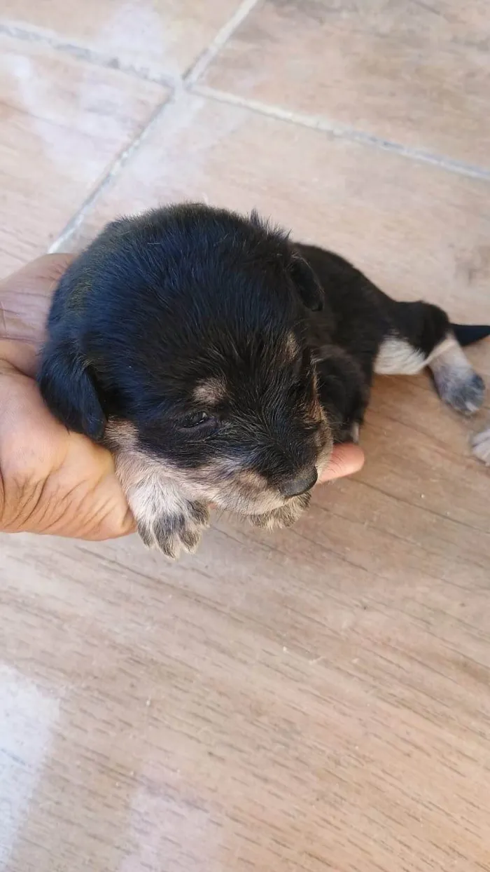 Cachorro ra a SRD-ViraLata idade Abaixo de 2 meses nome Filhotes