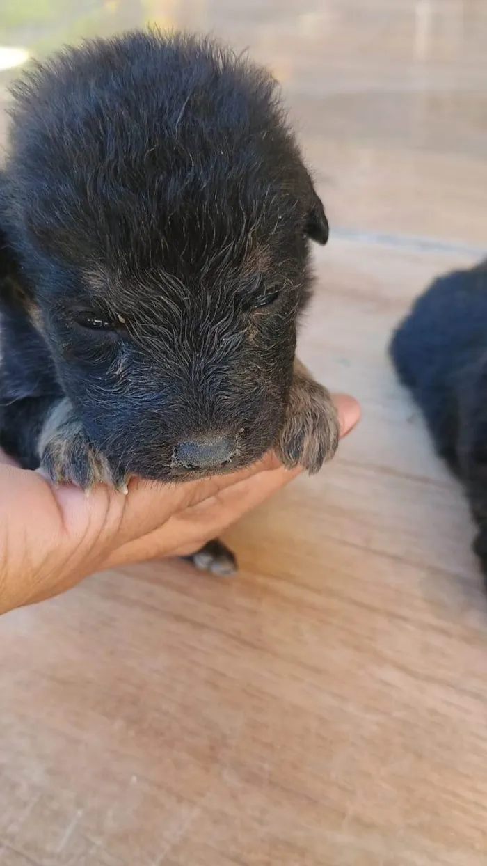 Cachorro ra a SRD-ViraLata idade Abaixo de 2 meses nome Filhotes