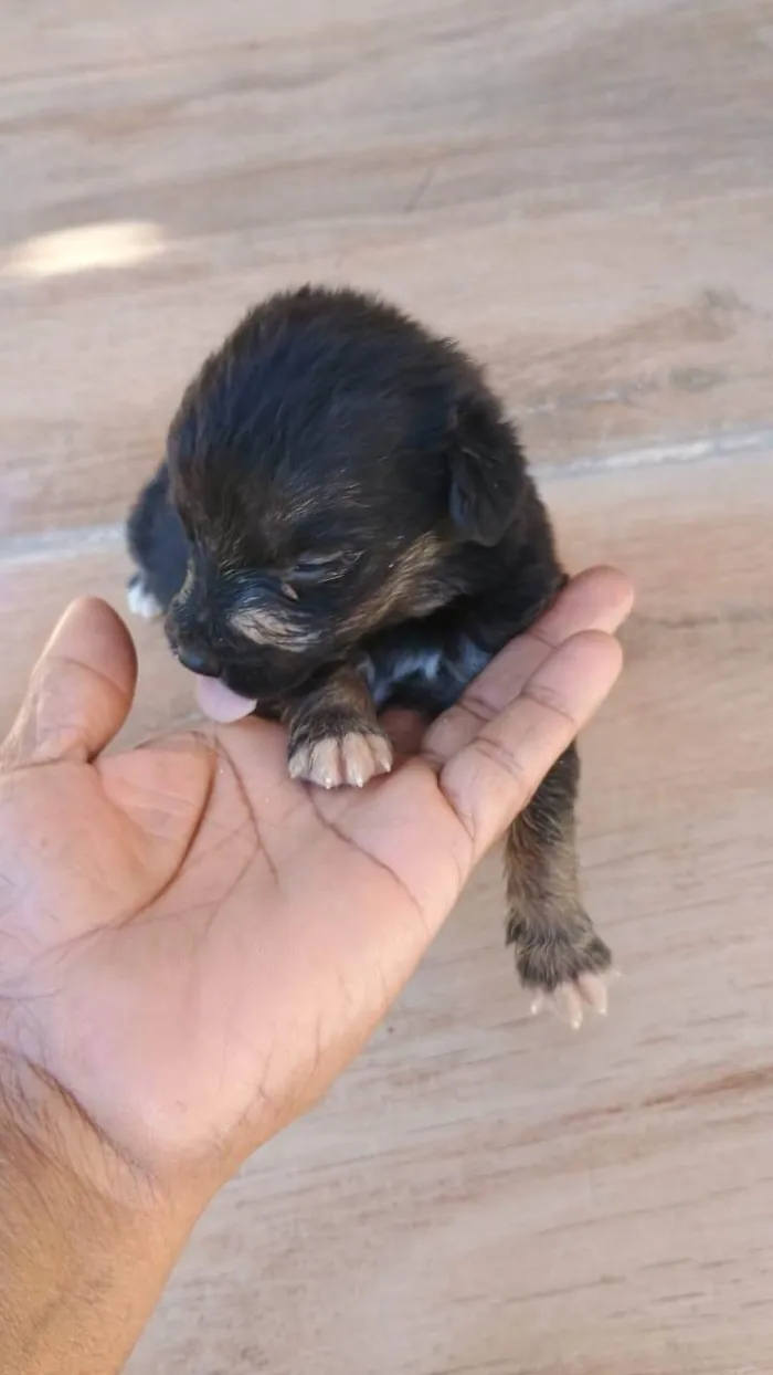 Cachorro ra a SRD-ViraLata idade Abaixo de 2 meses nome Filhotes